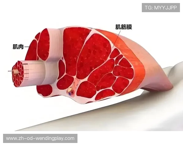 足球筋膜放松技术是否可在比赛结束后快速缓解肌肉紧张状态